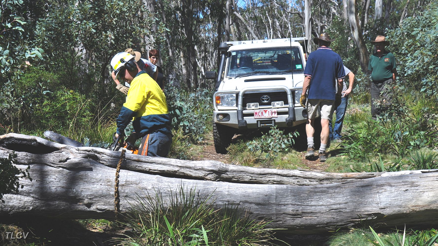 13-Parks Vic Ranger clears the Tingaringy Track.JPG